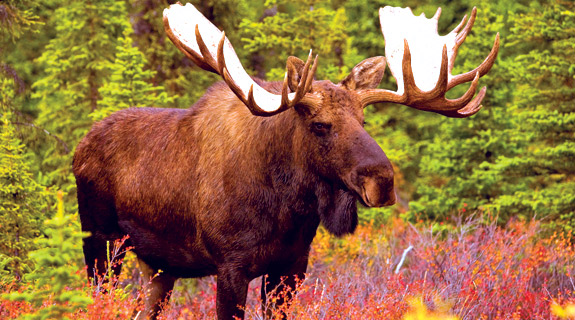 alaska-small-boat-cruise-wildlife.jpg