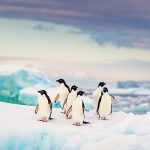 antarctica_adelie_penguins_icebergs_700x350_tcm40-144467