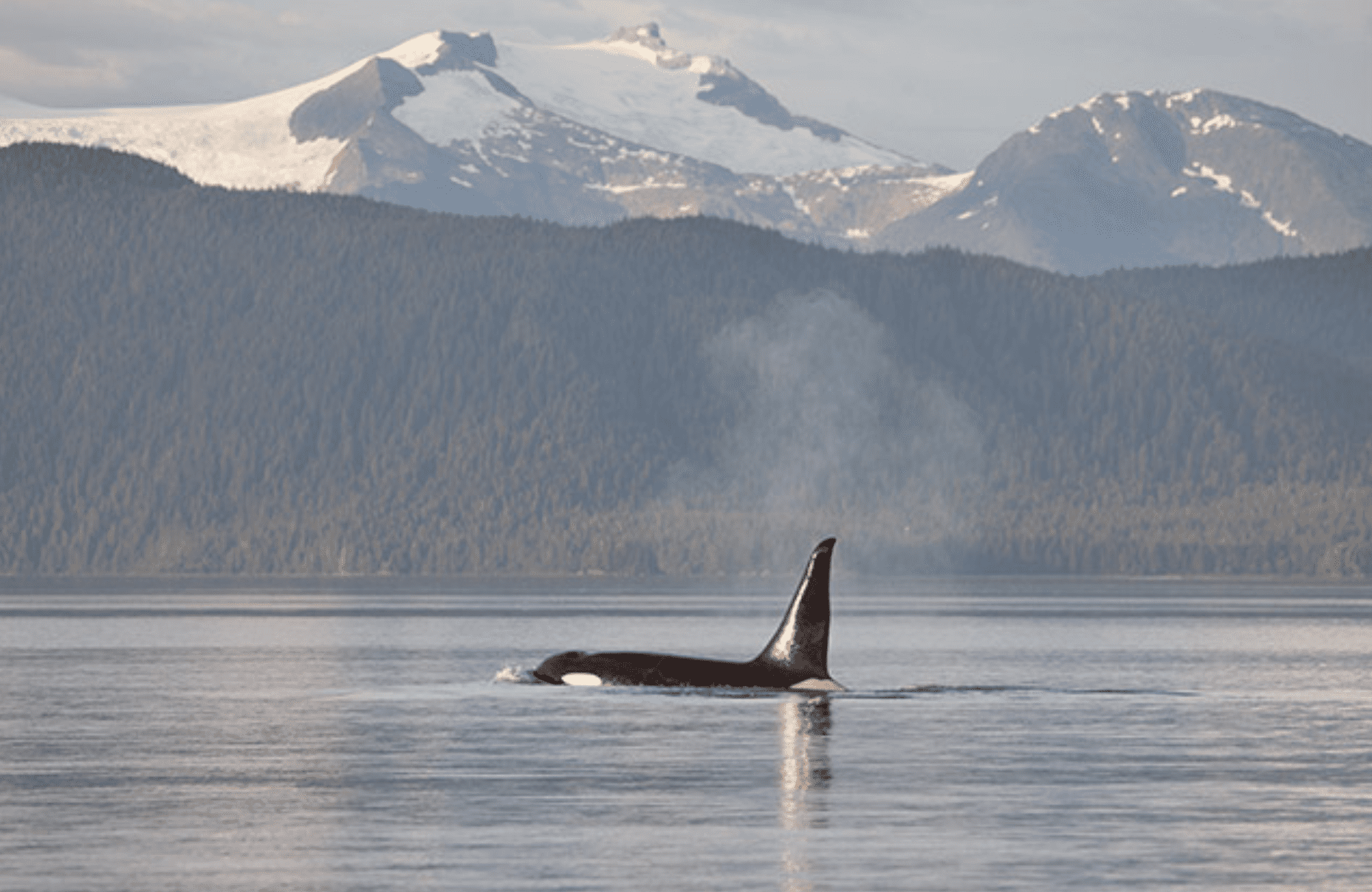 Orca in Alaska