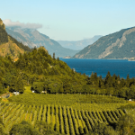 columbia river vineyard