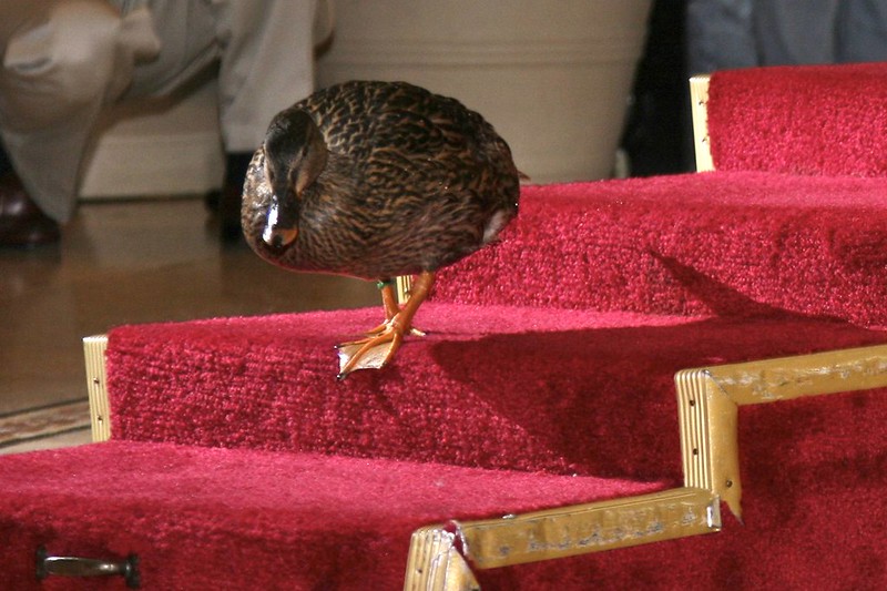 Peabody duck on parade