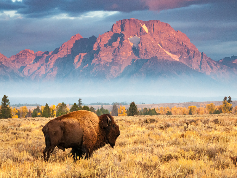 bison at Jackson hole Wyoming
