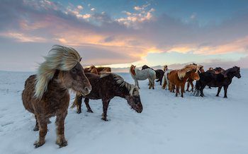 Photo of horses in Iceland