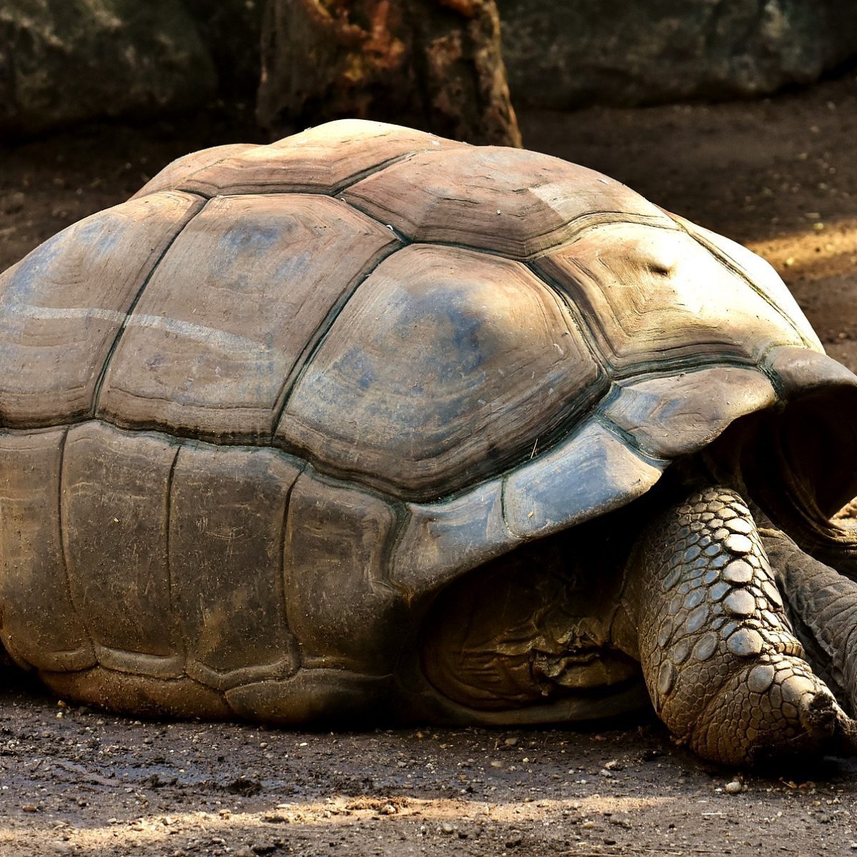 Darwin's Discoveries: The Galapagos Islands | USA River Cruises