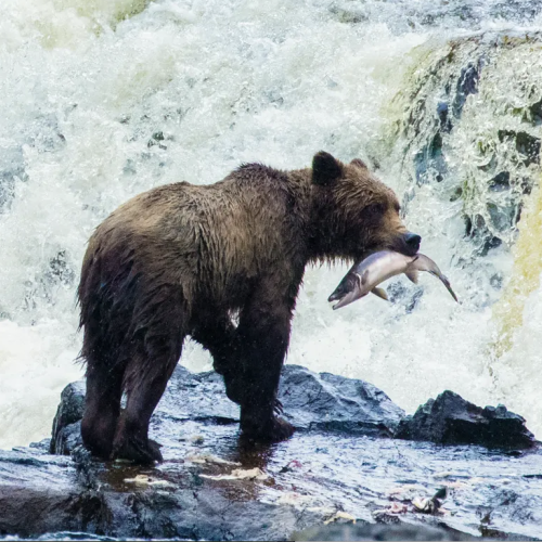 Alaska bear salmon waterfall