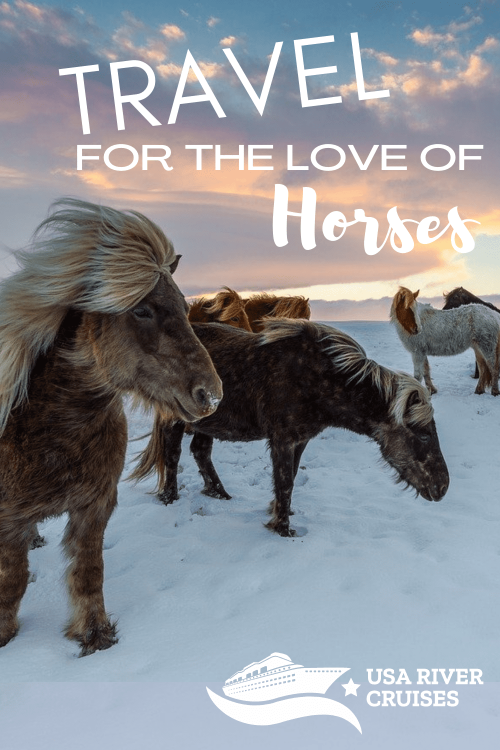 blog story travel for the love of horses
