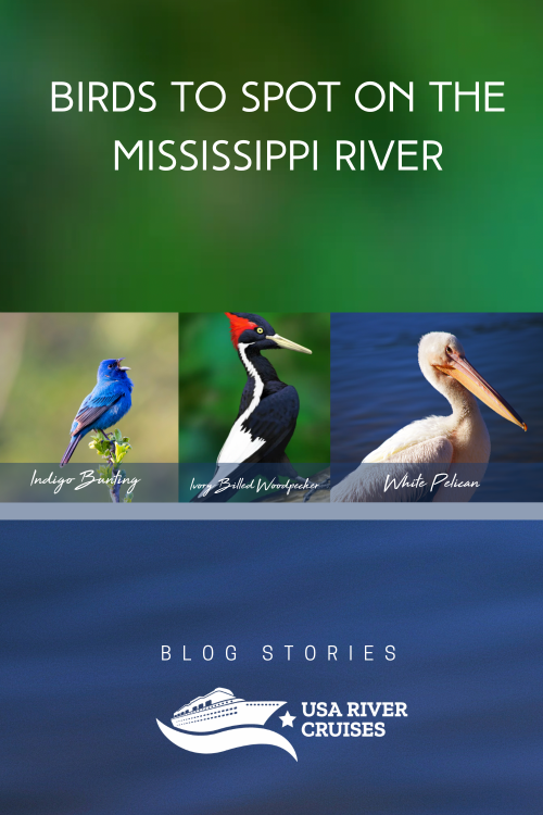 wild birds of mississippi river